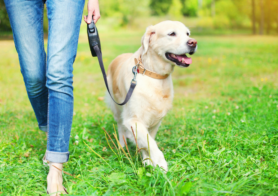 Frau geht gassi mit einem Hund.