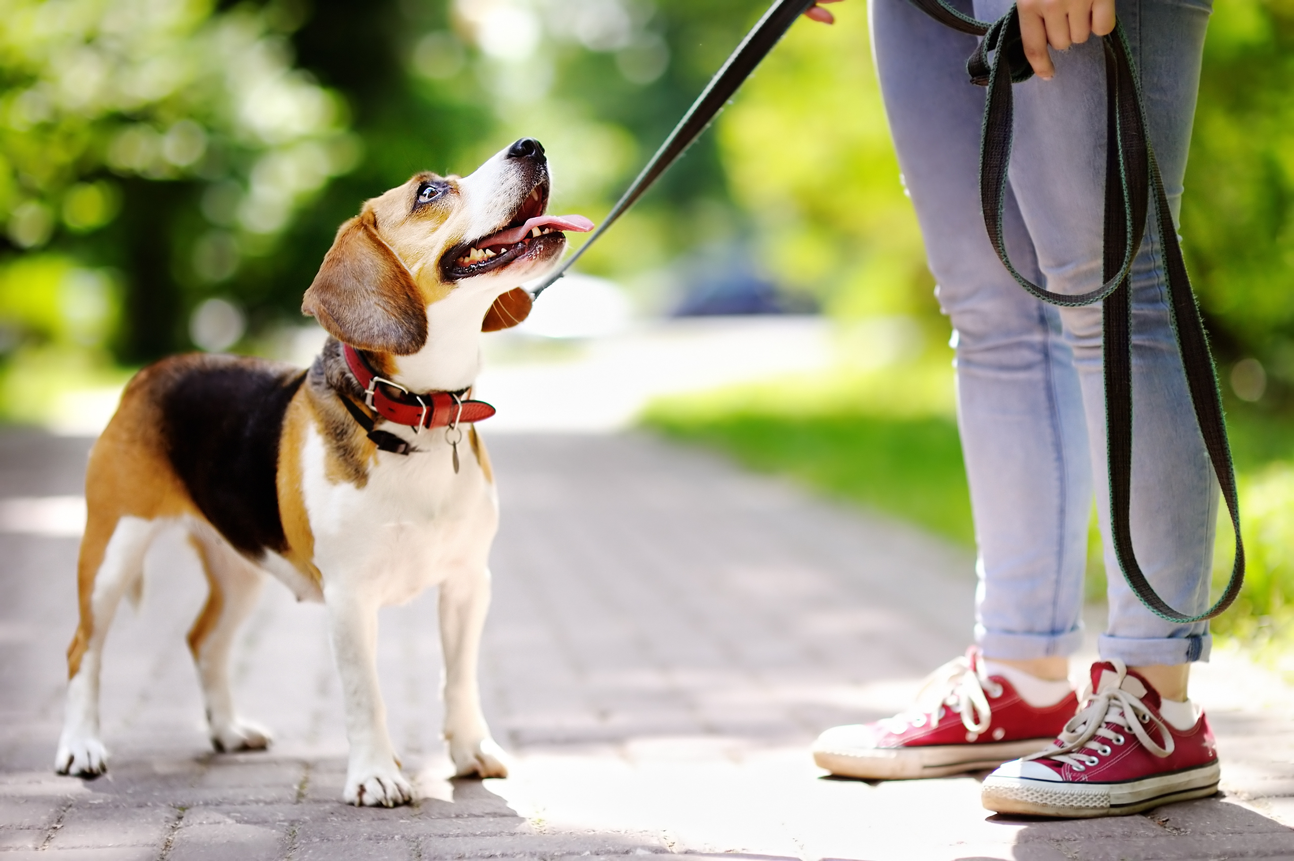 Junge Frau hat einen Hund an der Leine